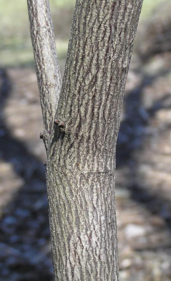 American Bladdernut bark