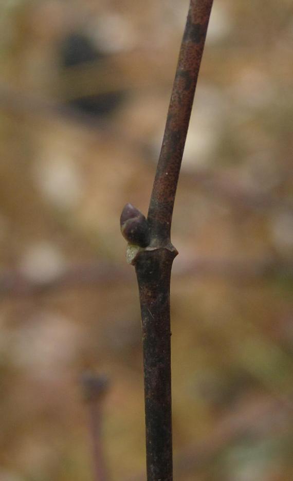 American Bladdernut bud