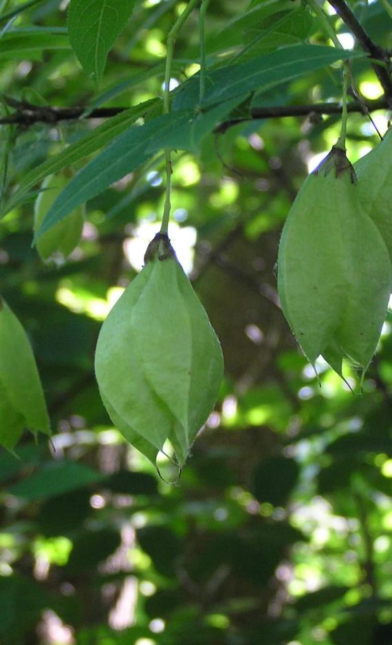 American Bladdernut fruit