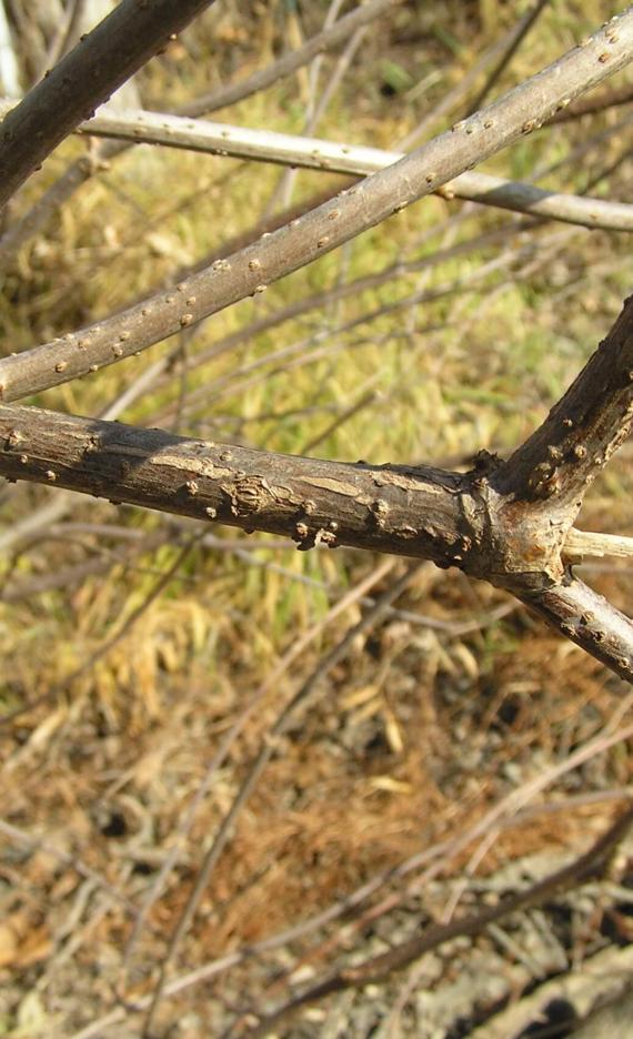 American Elderberry branch