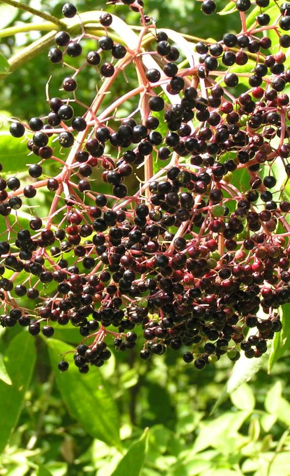 American Elderberry fruit