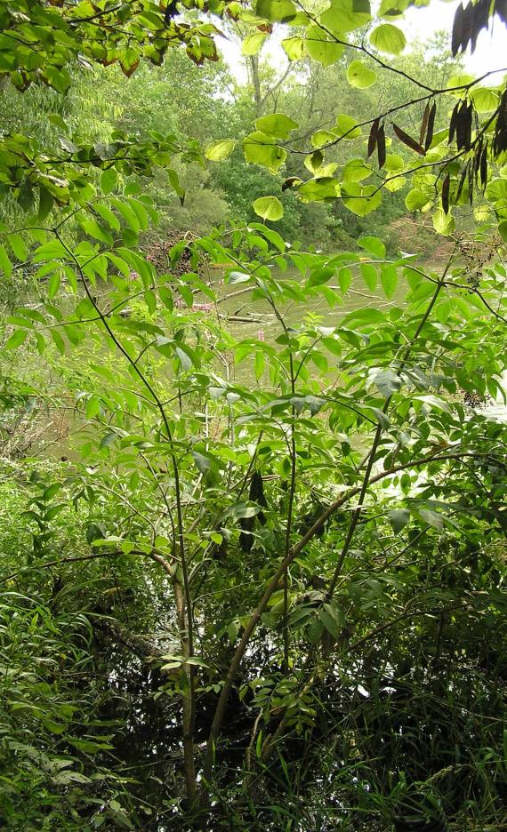 American Elderberry habit