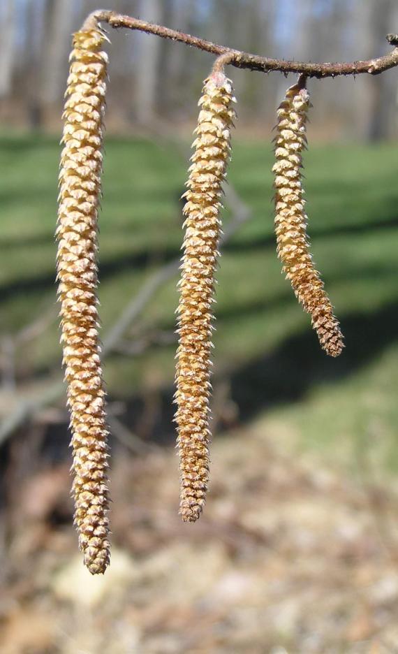 American Filbert flower