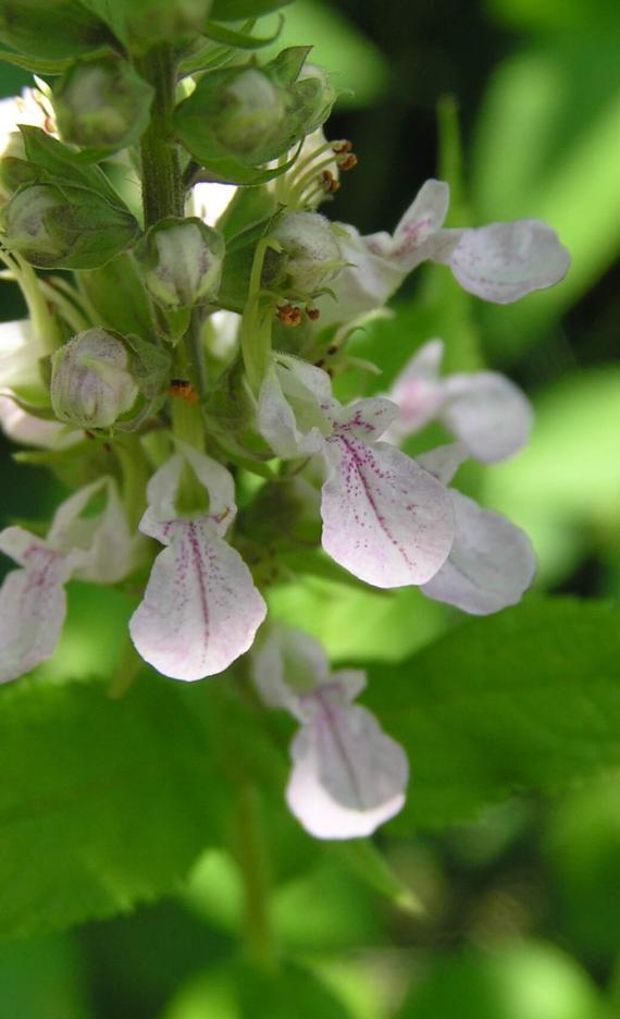 American Germander flower