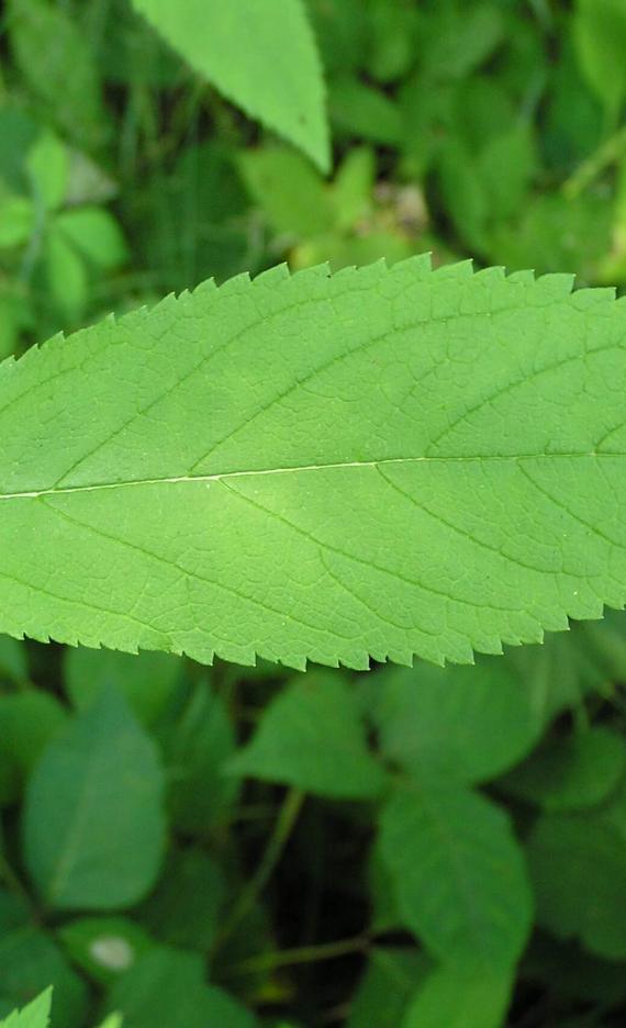 American Germander leaves