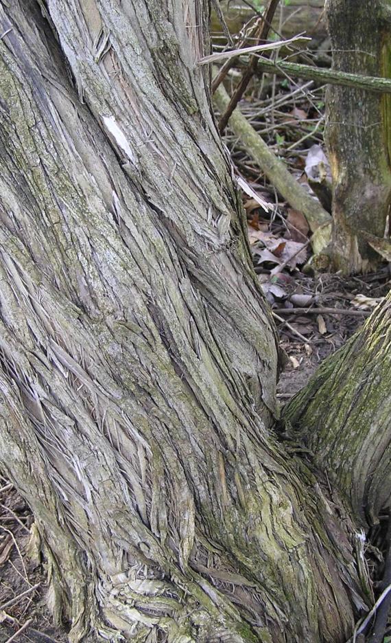 Amur Honeysuckle bark