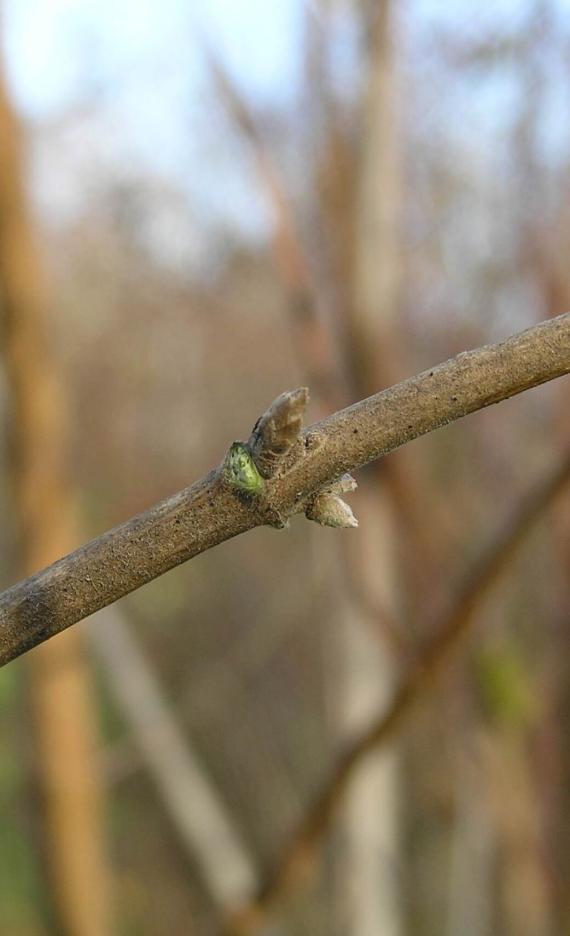 Amur Honeysuckle bud