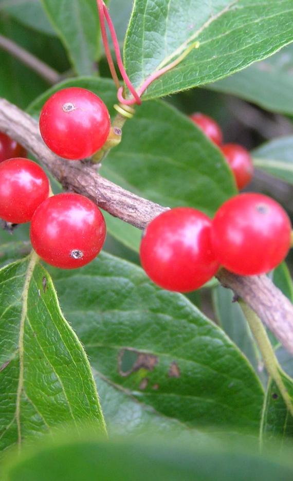 Amur Honeysuckle fruit