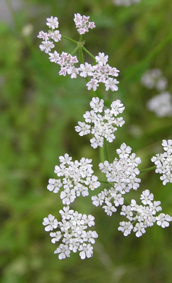 Aniseroot flower