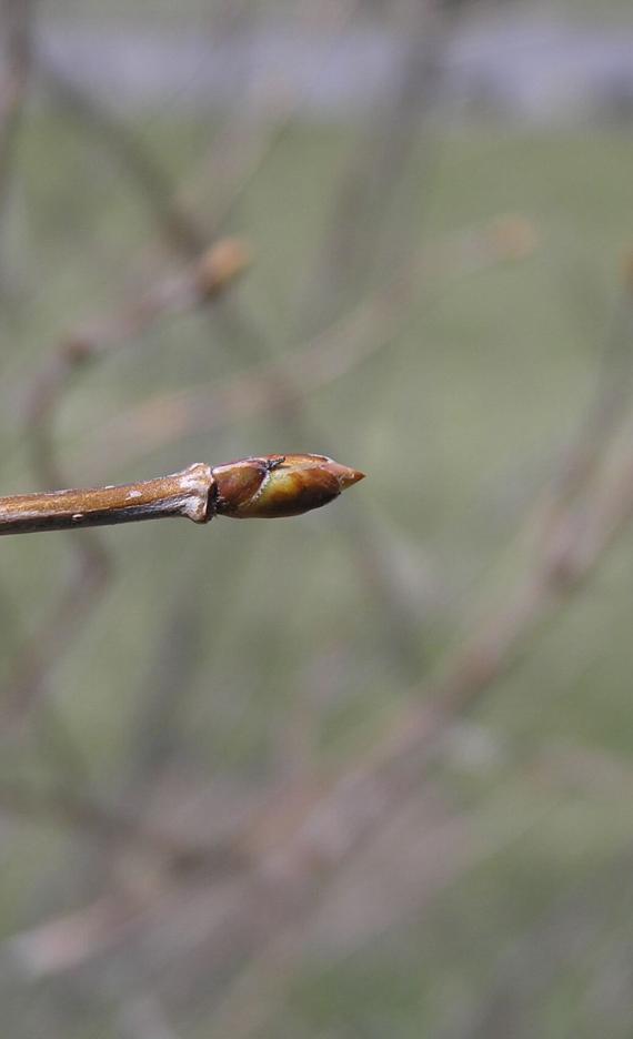 Arrowwood bud