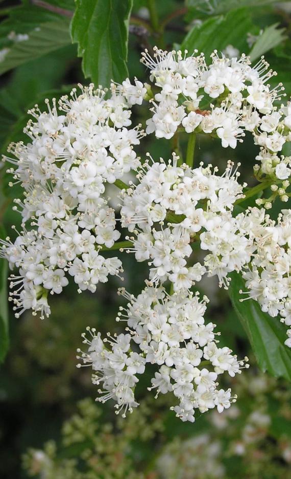 Arrowwood flower