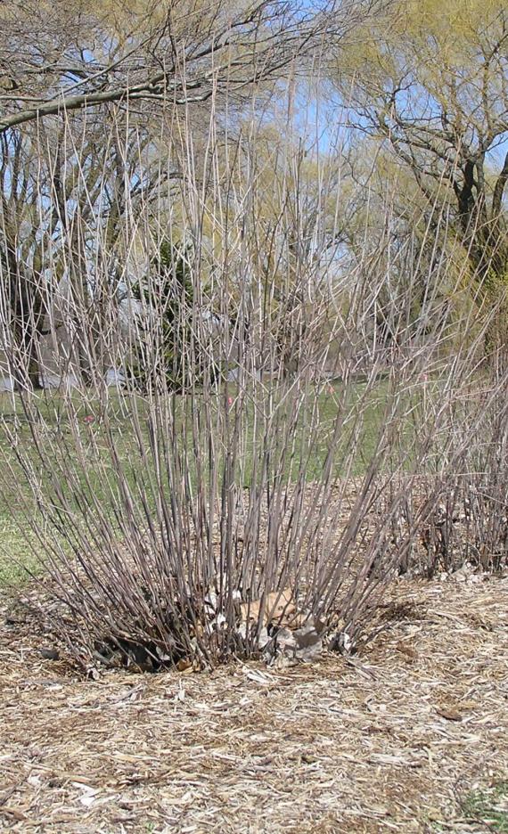 Arrowwood habit