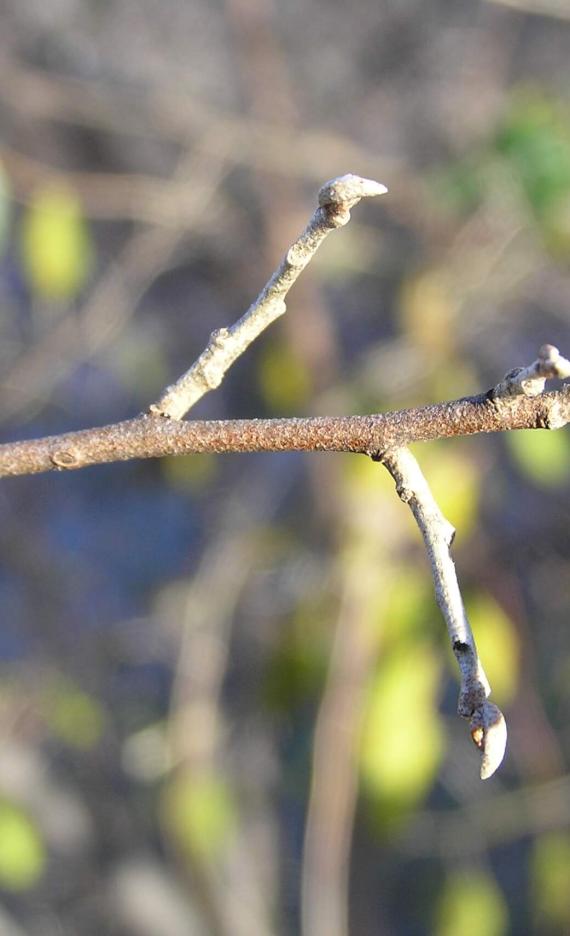 Autumn Olive branch