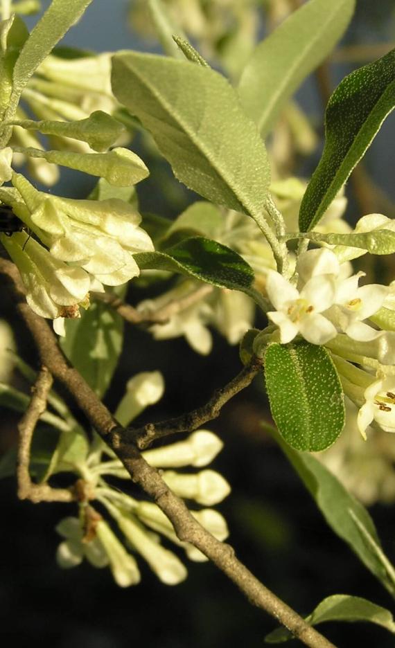 Autumn Olive flower