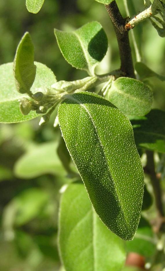 Autumn Olive leaves