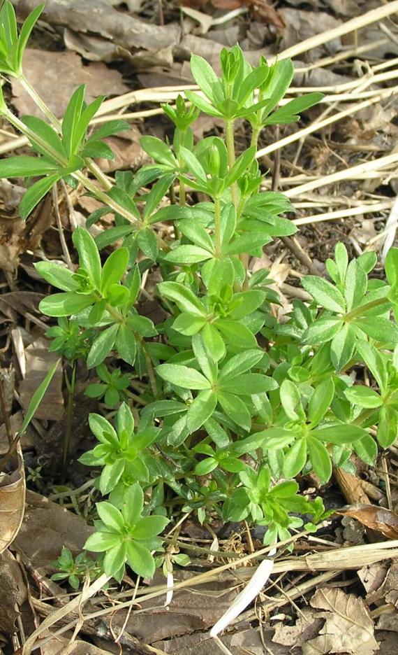 Bedstraw habit