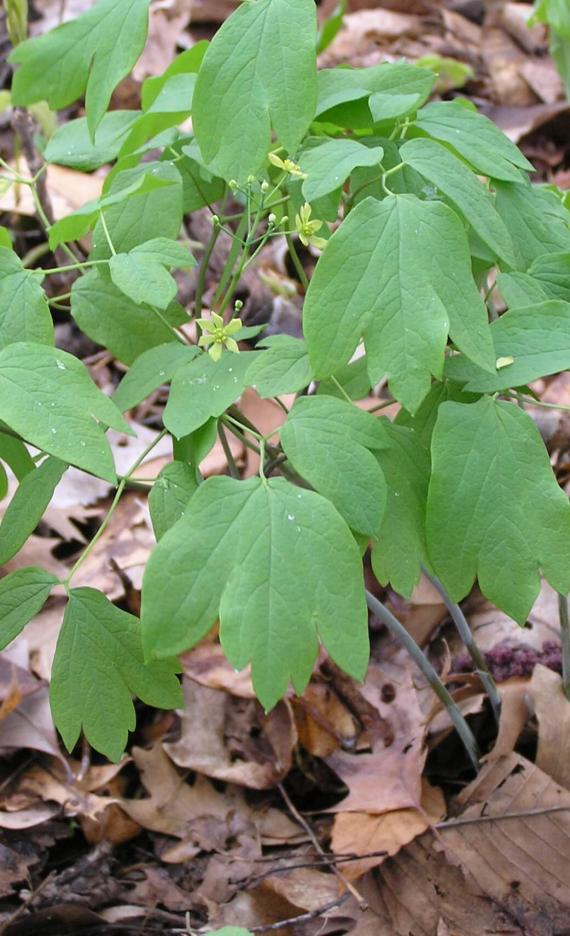 Blue cohosh habit