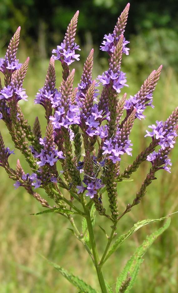 Blue verbena flower