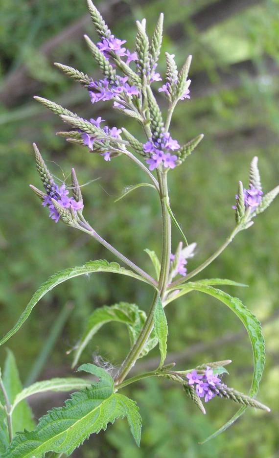 Blue vervain flower