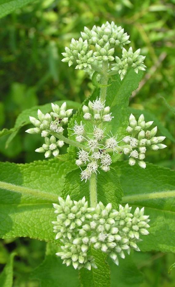 Boneset flower