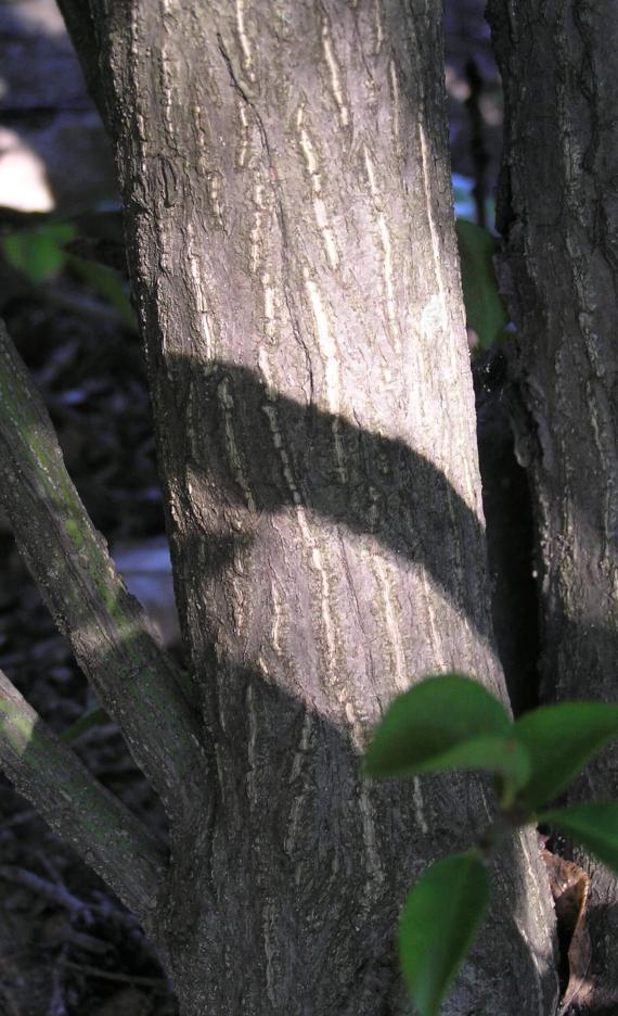 Burning Bush bark