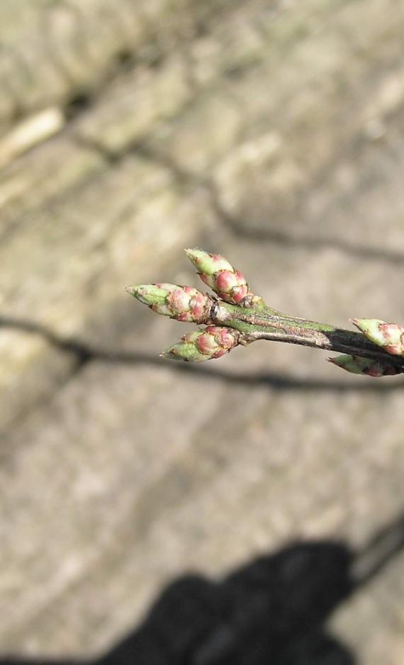 Burning Bush bud