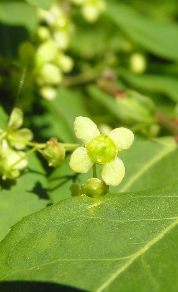 Burning Bush flower