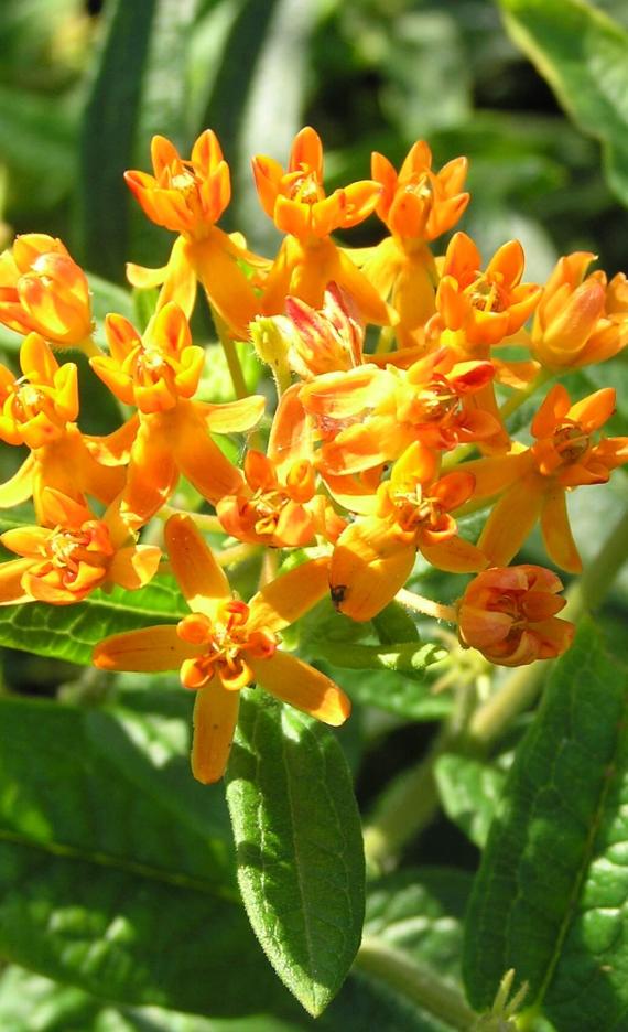 Butterfly weed flower