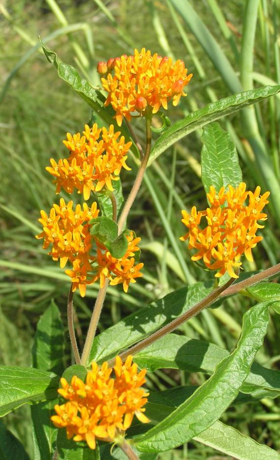 Butterfly weed flower