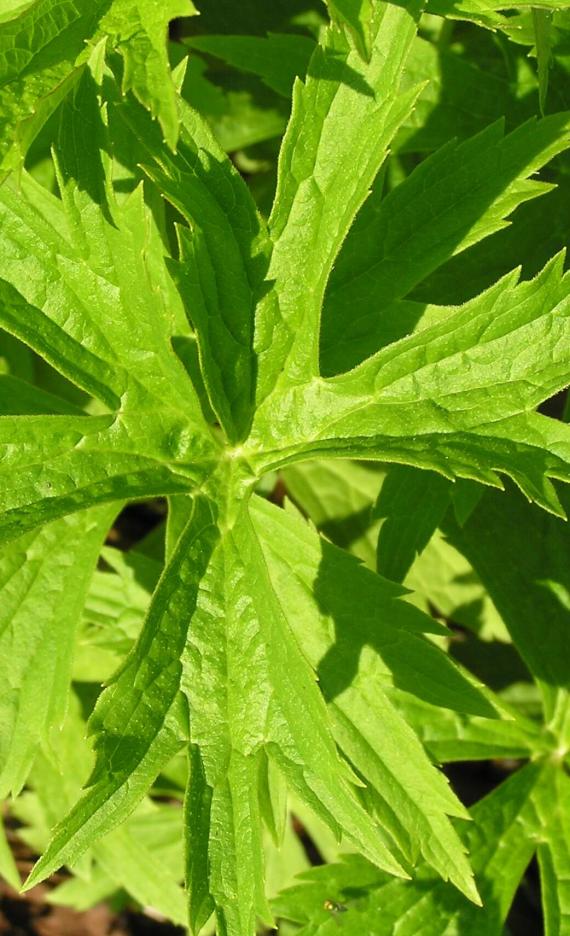 Canada anemone leaves