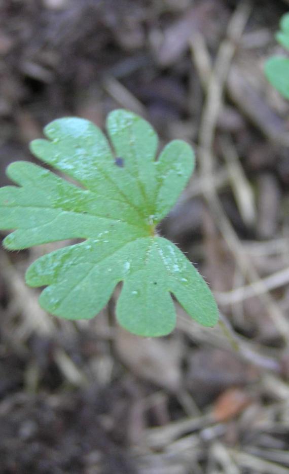 Carolina Cranesbill leaves