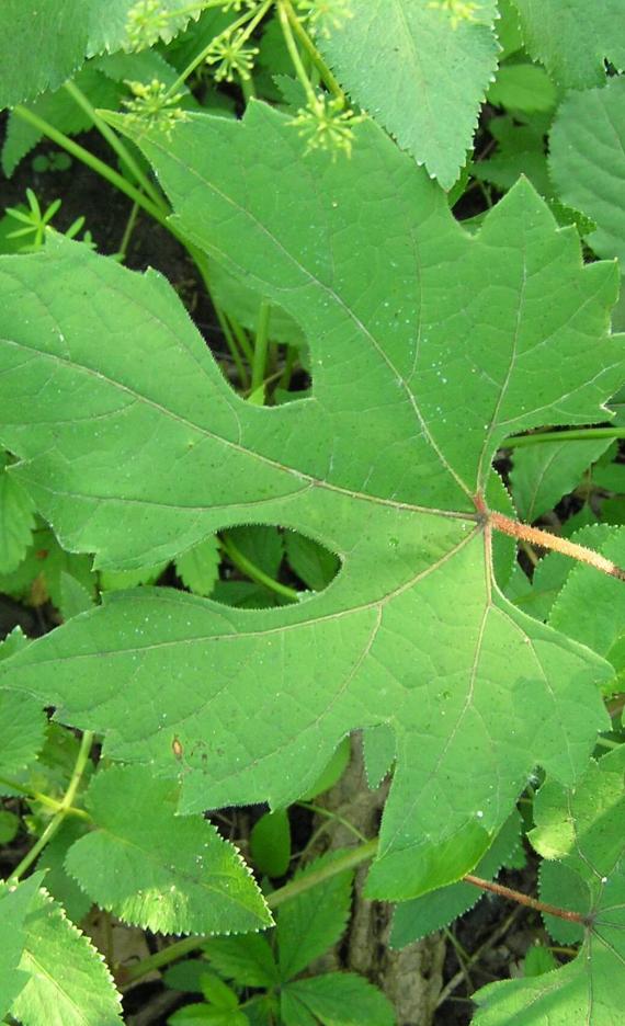 Catbird grape leaves