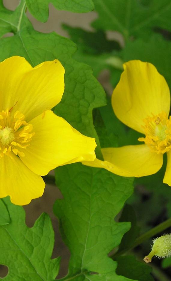 Celandine Poppy flower