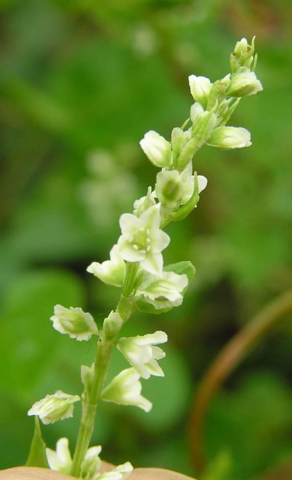 Climbing False Buckwheat flower