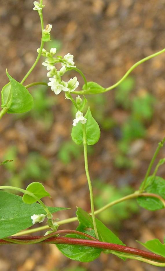 Climbing False Buckwheat habit