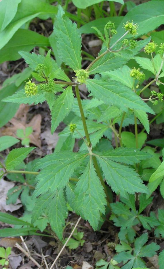 Clustered Snakeroot habit