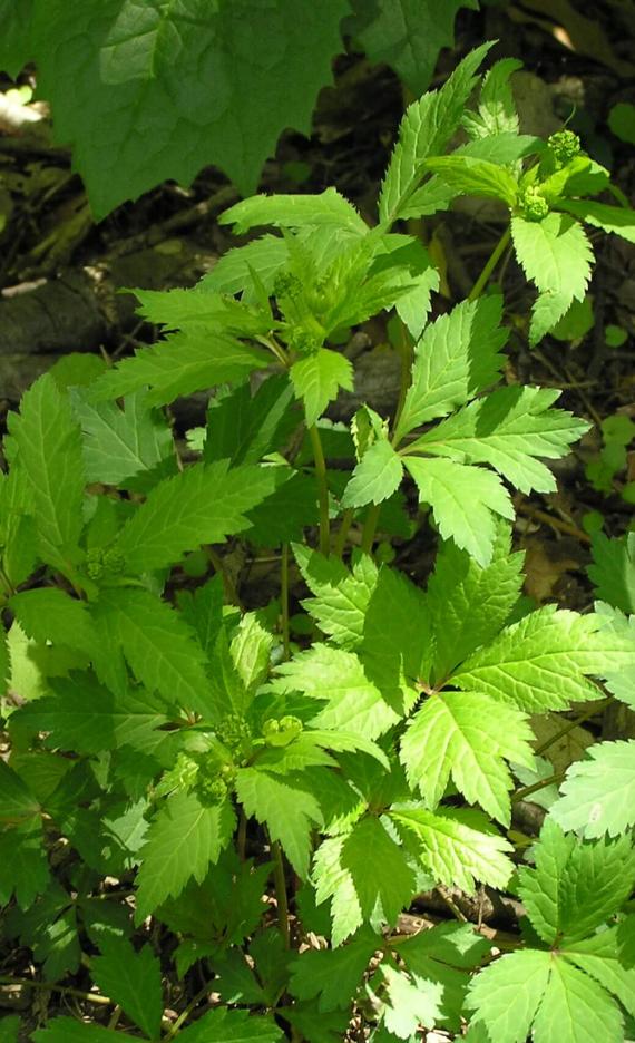 Clustered Snakeroot habit