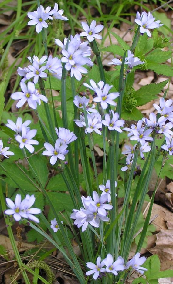 Common Blue Eyed Grass habit