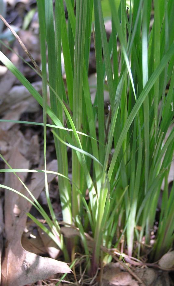 Common Blue Eyed Grass leaves