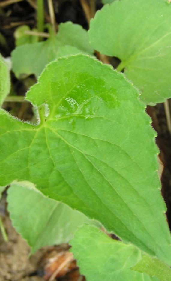 Common Blue Violet leaves