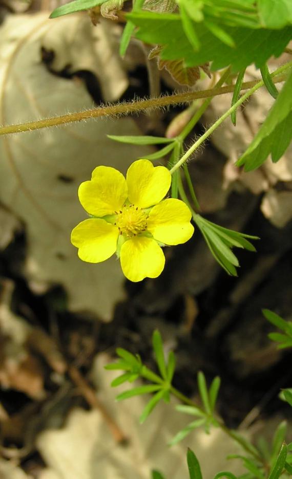 Common Cinquefoil flower