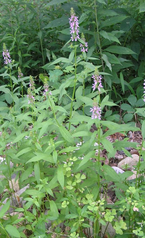 Common Hedge Nettle habit