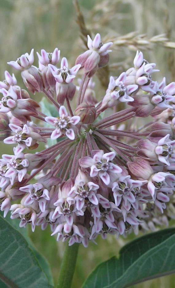 Common Milkweed flower