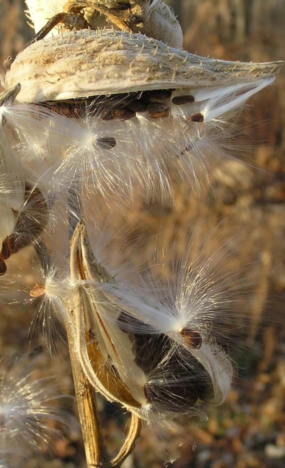 Common Milkweed fruit