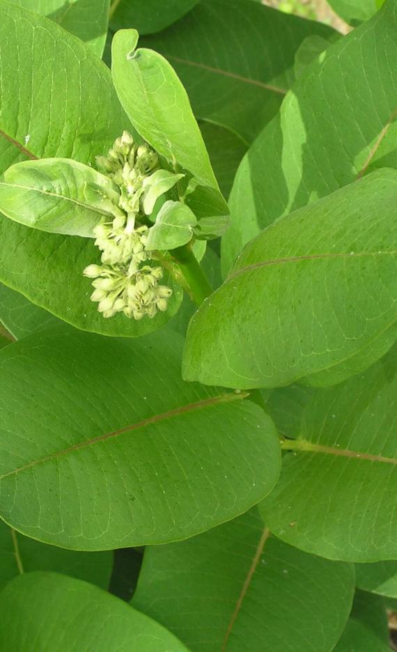 Common Milkweed leaves