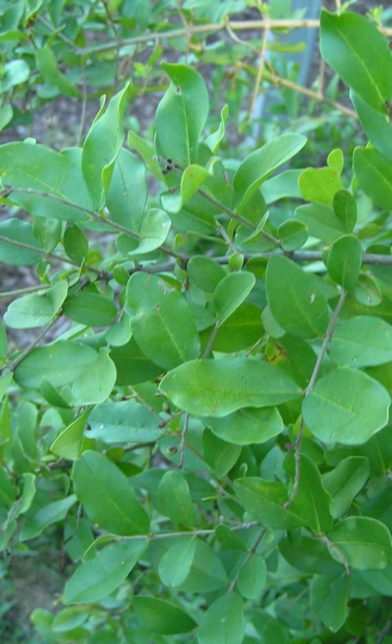 Common Privet branch