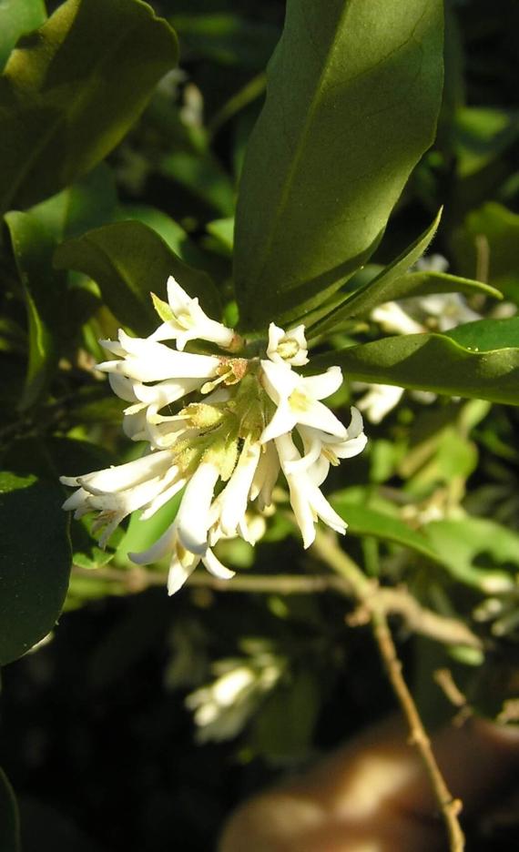 Common Privet flower