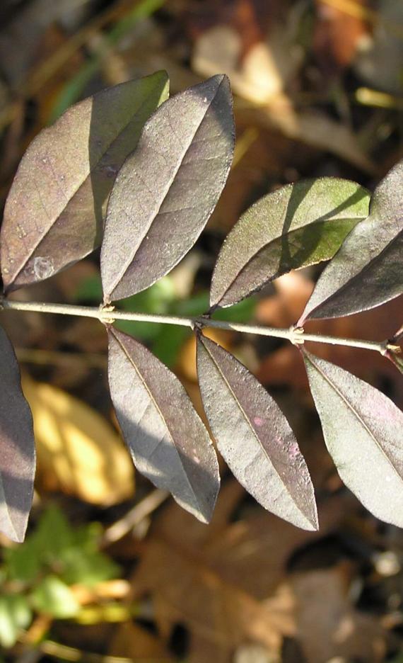 Common Privet leaves