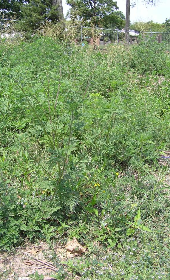 Common Ragweed habit