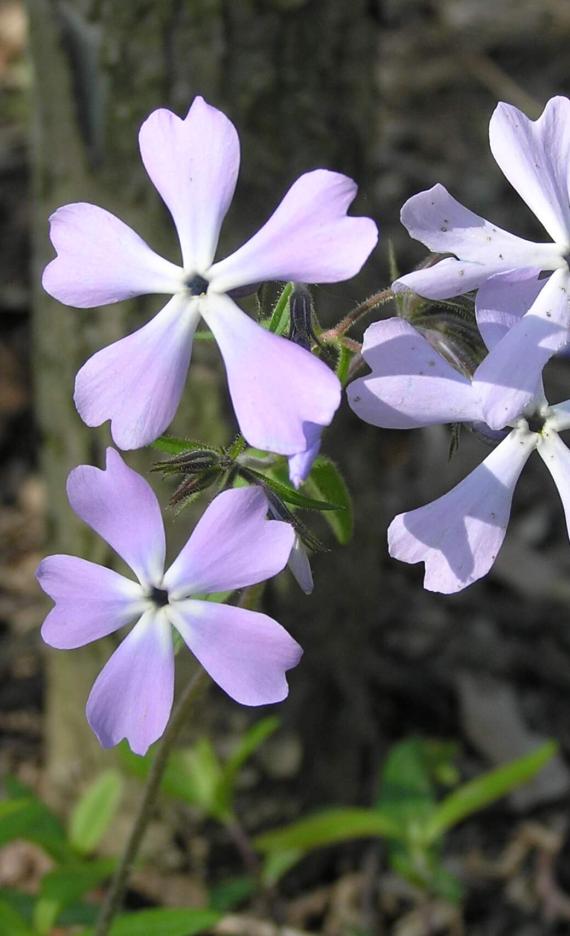 Creeping Phlox flower